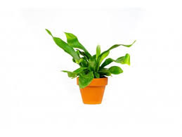 Image result for parožnatka Platycerium