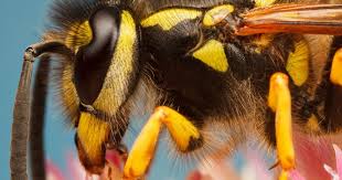 Check spelling or type a new query. Eliminer Les Guepes Et Frelons Et Detruire Leurs Nids La Pause Jardin