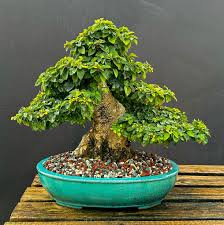 Image result for Gmelina