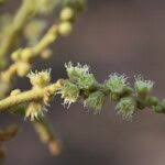 Image result for Anisophyllea boehmii