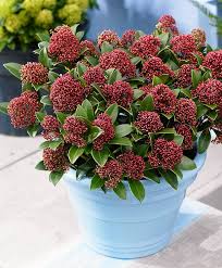 Fiori perenni resistenti al gelo bello 10 piante da esterno e tipi. Thesignofcolor Una Pioggia Di Colori Per Il Tuo Balcone Ecco Un Elenco Di Piante Da Esterno Resistenti Al Freddo E Al Sole Link Articolo Nel Primo Commento Facebook