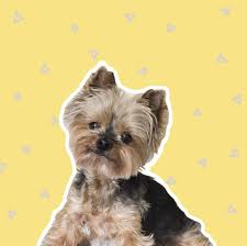 3 Best Yorkie Haircuts For Active Pups The Dog Tale A yorkie being a breed with beautiful fur requires frequent grooming. 3 best yorkie haircuts for active pups