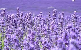 Available for hd, 4k, 5k desktops and mobile phones. Best 38 Field Of Purple Flowers Wallpaper On Hipwallpaper Field Flowers Wallpaper Battlefield 1 Pc Wallpaper And Battlefield 3 Wallpaper