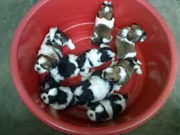 Dog name german for sale. Mastiff Dog For Sale In Malaysia