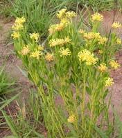 Image result for Gnidia chrysantha