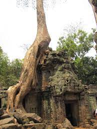 Those Are The Roots Of A Tree The Temple Was Excavated Around The Roots Of Many Trees In This Area And They A Luxury Travel International Travel Unesco Sites