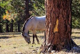 The buckskin mustang is a horse of the mustang breed featured exclusively in red dead online, added to the game as part of the 1.26 bounty hunters update on december 1, 2020. 422 Buckskin Mustang Photos Free Royalty Free Stock Photos From Dreamstime