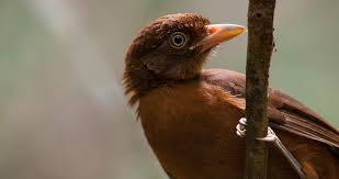 Image result for Phyllanthus paxii