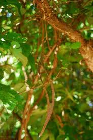 Image result for Markhamia zanzibarica