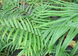 Image result for Pteris commutata