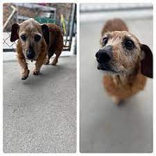 Dog adoption and cat adoption saves lives. Pin By Melanie Wallace On Please Love And Save These Animal Pet Adoption Dachshund Adoption Pets