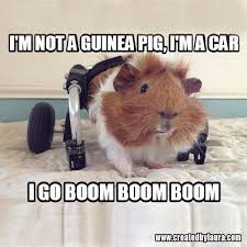 Pin On Guinea Pigs Memes