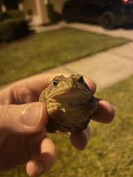 Image result for toad gods