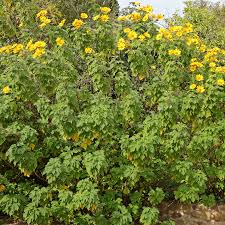 Image result for Tithonia