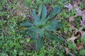 Image result for Plantago lanceolata