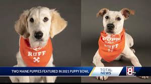 Adoption fees are indicated in the animal's profile. Two Maine Dogs To Be Featured In 2021 Puppy Bowl