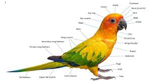 Image result for parrot