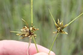 Image result for Pycreus flavescens