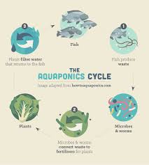 Grow Food With Aquaponics Fix Com