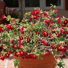 Check spelling or type a new query. Desert Rose Adenium Obesum Butterfly World