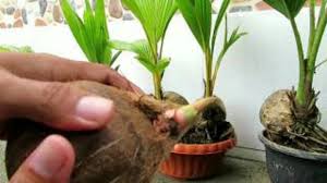 Check spelling or type a new query. Benih Bibit Biji Tanaman Bonsai Kelapa Mini Minion Shopee Indonesia