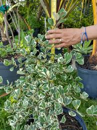 Image result for Ficus tesselata