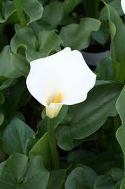 Image result for Zantedeschia