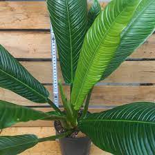 Philodendron campii Lynette – Nonnebo Webshop