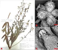 Image result for Cynoglossum hispidum