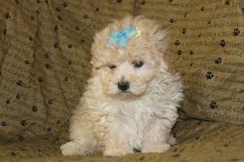 Find bolognese puppies and dogs for adoption today! Free Download Westie Puppies Wallpaper Images Crazy Gallery 3456x2304 For Your Desktop Mobile Tablet Explore 48 Free Westie Dog Wallpaper Cute Dog Wallpaper Free Dog Screensavers And Wallpaper Puppies Wallpaper