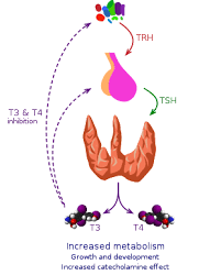 Maybe you would like to learn more about one of these? Thyroid Storm Wikipedia