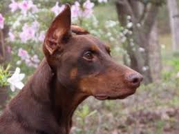 Adopt a doberman pinscher near you in miami, florida. Adopt Snoopy On Petfinder Doberman Dogs Doberman Doberman Pinscher