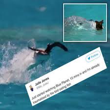 Check spelling or type a new query. Blue Planet Viewers Traumatised By Bird Eating Flying Fish During Incredible Scene Daily Star
