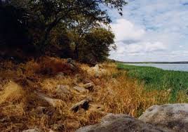 Image result for Anisotes bracteatus