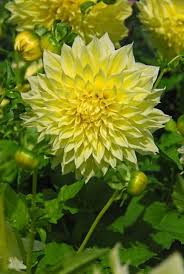 Tender perennials whose tubers can be dug and. Kevin Floodlight Dahlia Dahlia Dahlia Flower Summer Bulbs