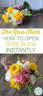 How To Open Rose Buds Instantly Open Rose Rose Buds Flower Arrangements