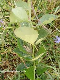 Image result for Scolopia