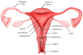This diagram depicts anatomy female 1024×1111 with parts and labels. Chapter 1 Normal Female Anatomy Melaka Fertility