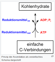 Sýnthesis, deutsch ‚zusammensetzung', auch fotosynthese geschrieben) ist ein physiologischer prozess zur erzeugung von energiereichen biomolekülen aus energieärmeren stoffen. Summenformel Co2 Assimilation Fotosynthese 1 Repetico