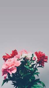 Flowers Wallpaper And Background Image Flowers Iphone Wallpaper Phone Wallpaper