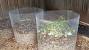 Diy Compost Barrel