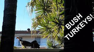 Check spelling or type a new query. Chasing Bush Turkeys In The Garden Sydney Australia Youtube