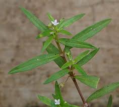 Image result for Oldenlandia affinis