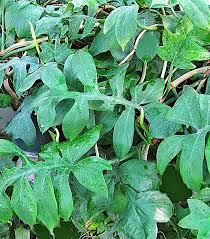 Philodendron Distantilobum Plants Philodendron Plant Leaves