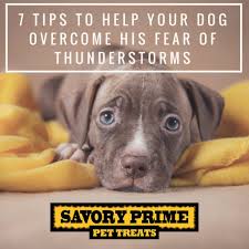 The Question Why Are Dogs Scared Of Storms Can Often Arise In The Minds Of The Dog Owners This Is Because Of The Lou Dogs Scared Of Thunder Dog Storms Dogs