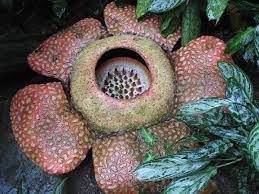 The Corpse Flower Corpse Flower Smelling Flowers Strange Flowers