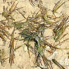 Image result for Zostera capensis