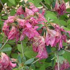 What S Wrong With My Rhododendron