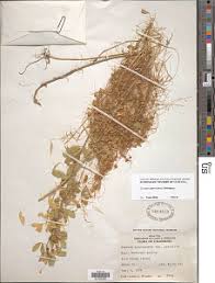 Image result for Cuscuta cassytoides