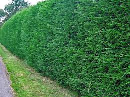 One plant you should avoid, however, is bamboo. How To Grow A Thick Hedge Fast Dengarden